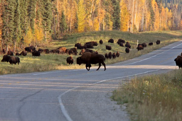 Besättning av buffalo längs alaska highway — Stockfoto
