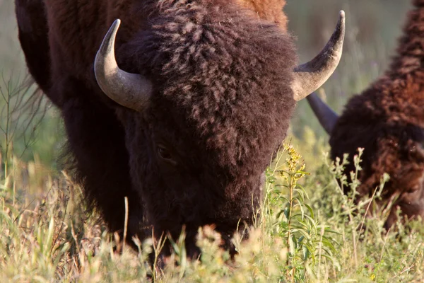 Buffalo grazing in ditch along Alaska Highway — Stock Photo, Image