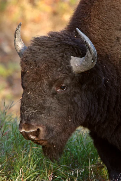 Buffalo langs alaska highway — Stockfoto