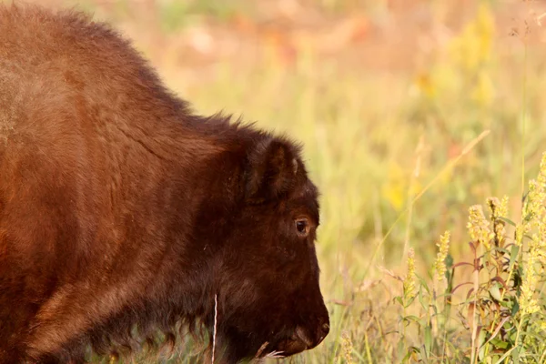 Vitello di bufalo lungo l'Alaska Highway — Foto Stock