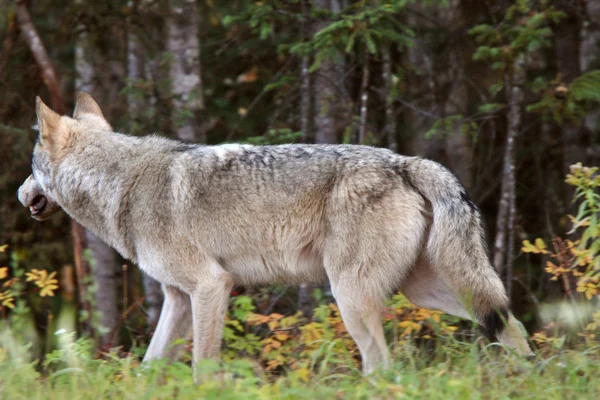 在不列颠哥伦比亚省森林边缘的灰太狼 — 图库照片