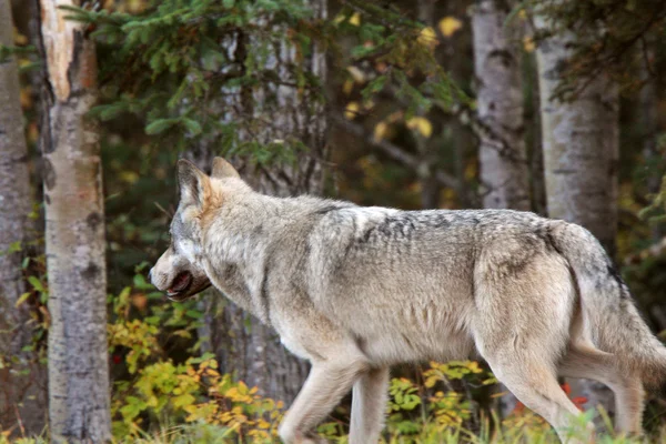 브리티시 컬럼비아에 있는 숲 가장자리를 따라 회색 늑대 — 스톡 사진