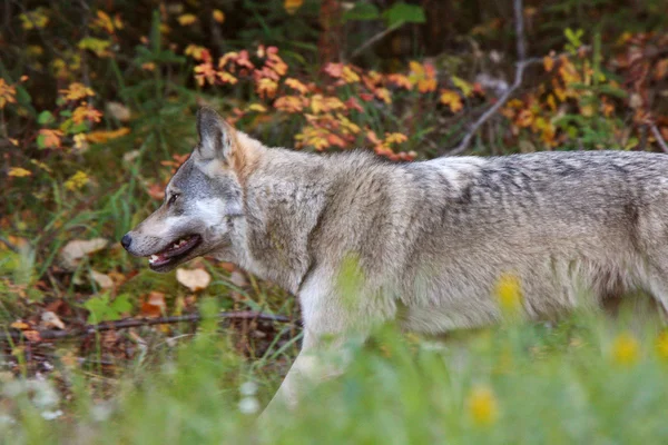 브리티시 컬럼비아에 있는 숲 가장자리를 따라 회색 늑대 — 스톡 사진