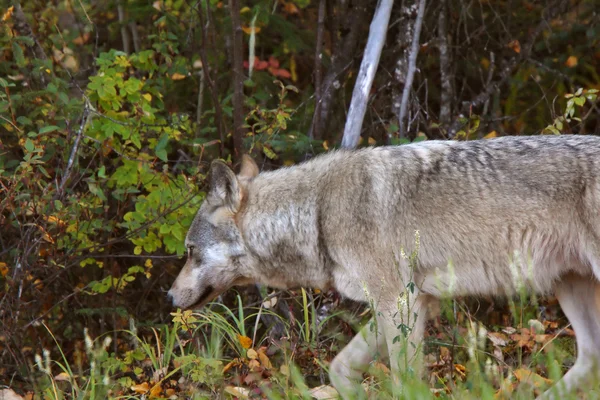 Lobo gris a lo largo del borde del bosque en Columbia Británica —  Fotos de Stock