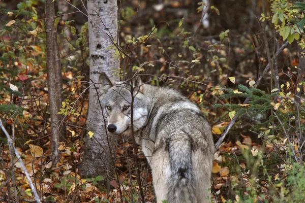ブリティッシュ コロンビア州の林縁に沿って灰色オオカミ — ストック写真