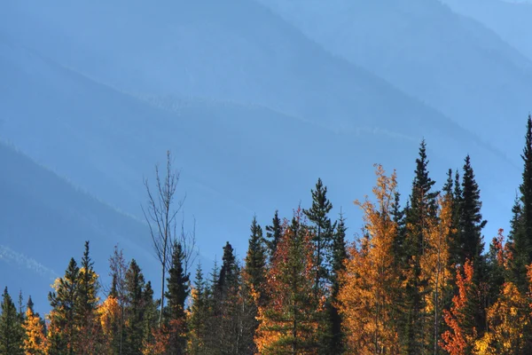 Dimma Täckte Coast Mountains British Columbia — Stockfoto