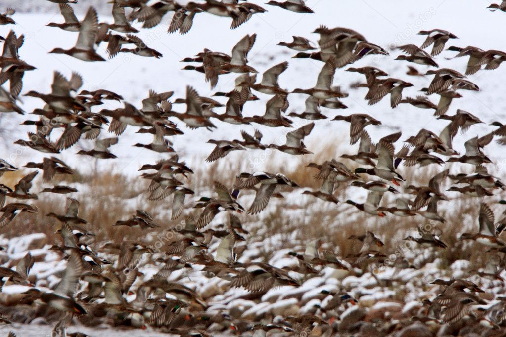 flock of mallard duck flying