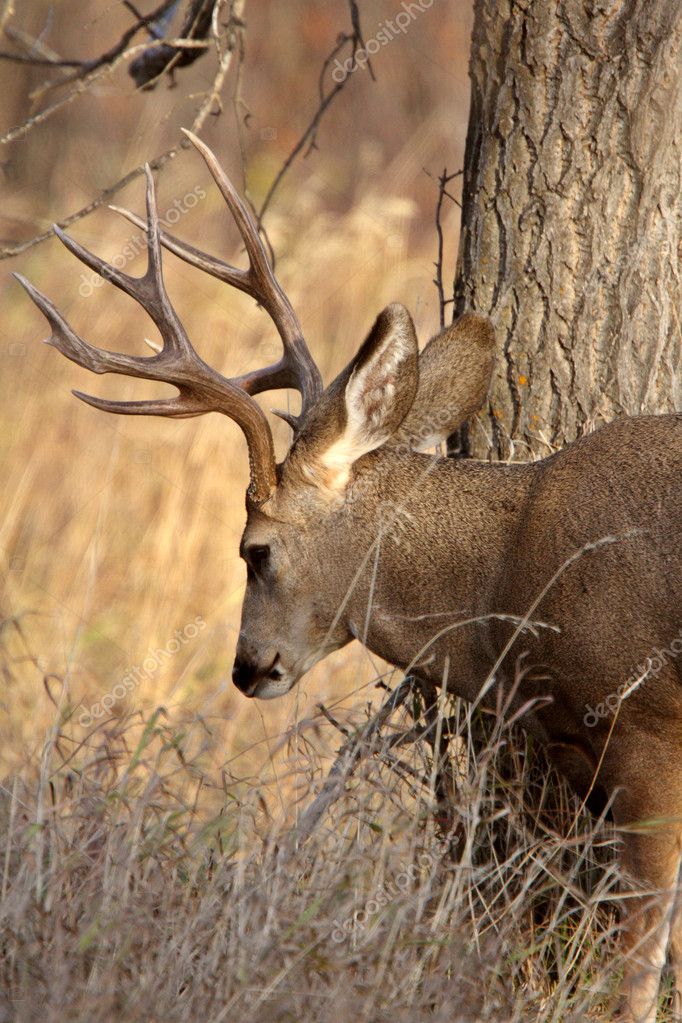 Mule Deer buck in Saskatchewan fall — Stock Photo © pictureguy 4852064