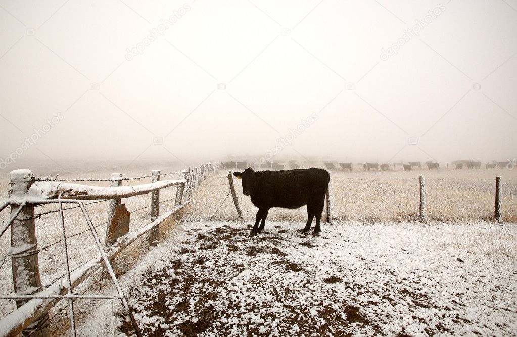 Cattle in winter pasture