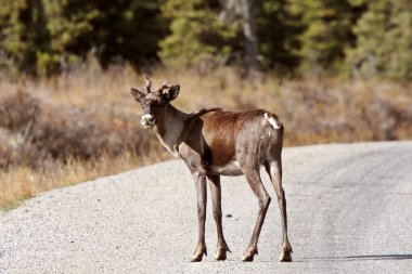 Woodland caribou boyunca alaska highway british Columbia