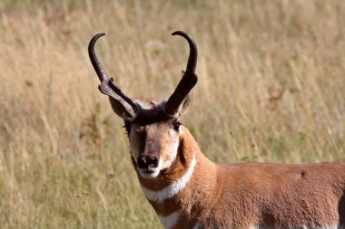 Male Pronghorn Antelope in Saskatchewan field clipart