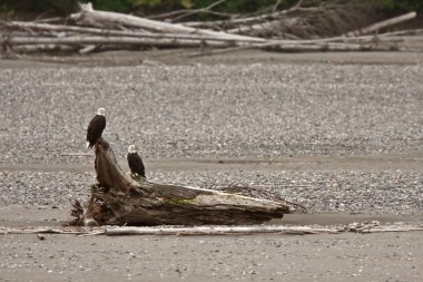 iki kel Kartallar driftwood british Columbia üzerinde tünemiş.