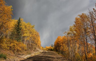 bulutlar ve sonbahar yaprakları british columbia backroad