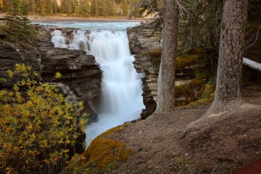 Jasper Ulusal Parkı 'nda Athabasca Şelalesi