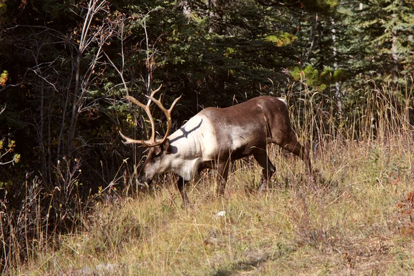 Caribou des bois le long de l'Alaska Highway en Colombie-Britannique — Photo