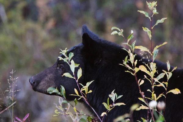 Urso Negro Longo Rodovia British Columbia — Fotografia de Stock