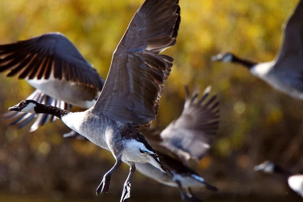 Canadese ganzen vlucht uit prairies vijver — Stockfoto