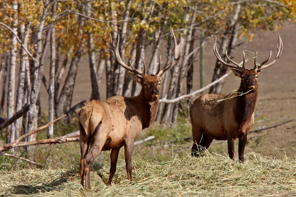 Bull elk in Cypress Hills Park of Alberta — Stock Photo, Image