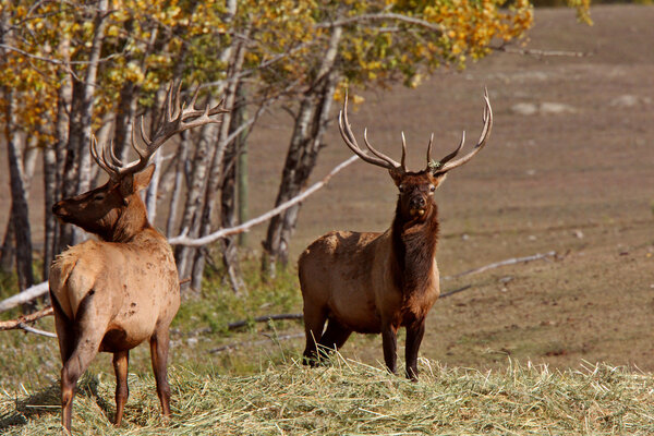 Bull elk in Cypress Hills Park of Alberta