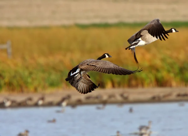 Kanada Prairies Gölet Üzerinden Uçakla Kazlar — Stok fotoğraf