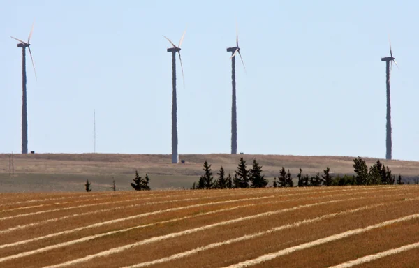 Windpark hinter Getreideschwaden in Saskatchewan — Stockfoto