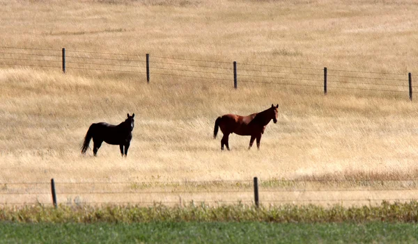 在牧场中的两匹马 — 图库照片