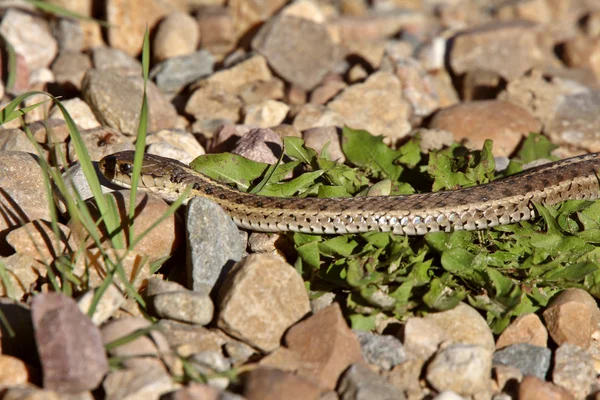 Gopher Snake amongst rocks — Stock Photo, Image