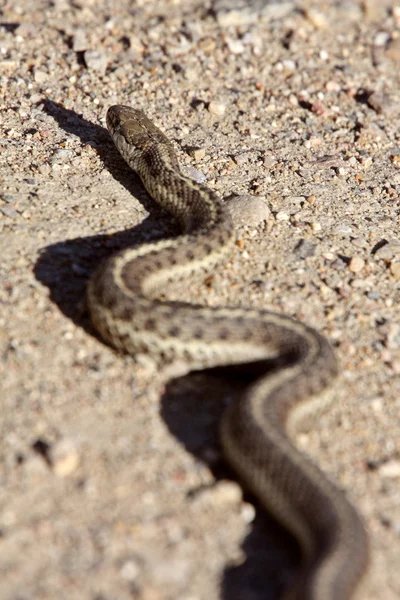 Gopher Snake Cruzando Carretera Alberta —  Fotos de Stock