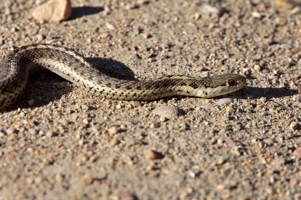 Gopher Snake crossing Alberta road — Stock Photo, Image