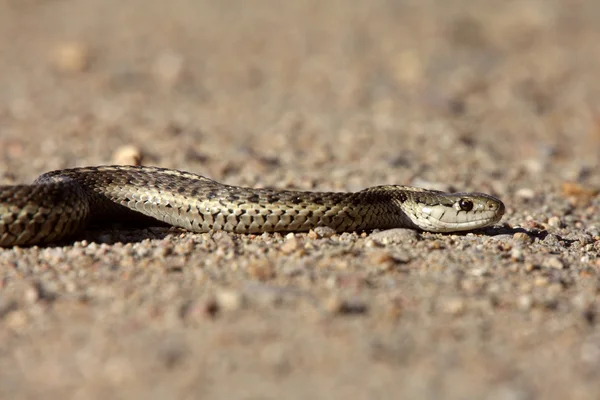 Gopher alberta yol geçiş yılan — Stok fotoğraf