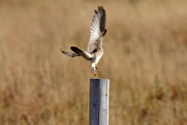Le faucon prend son envol du poste de clôture — Photo