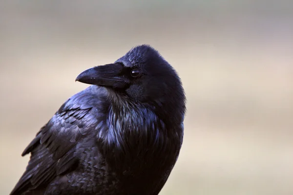 Close Raven — Stock Photo, Image