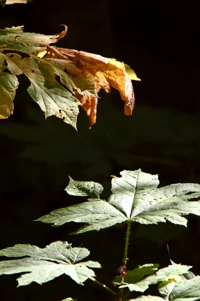 Blätter im Herbst — Stockfoto