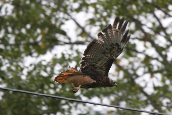 Red Tailed Hawk Flight Power Line — Stock Photo, Image