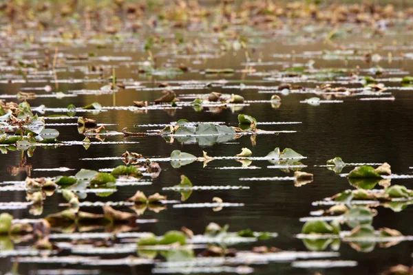 stock image Water lily leaves in small British Coloumbia lake