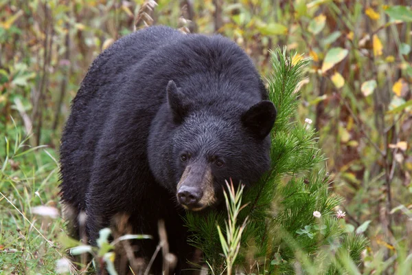Чорний ведмідь уздовж шосе Британської Колумбії — стокове фото