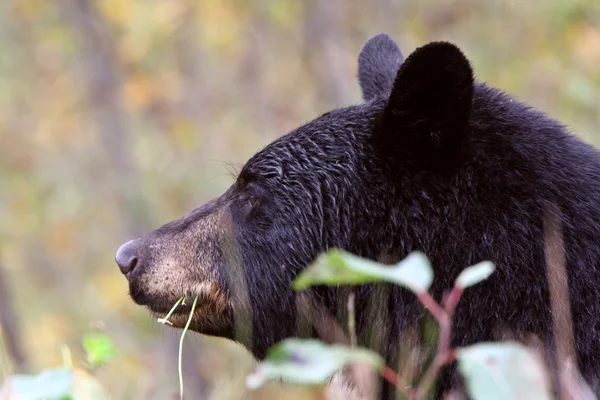Black Bear British Columbia Highway — Stock Photo, Image