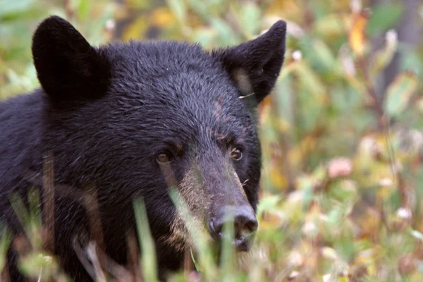 Urso Negro Longo Rodovia British Columbia — Fotografia de Stock