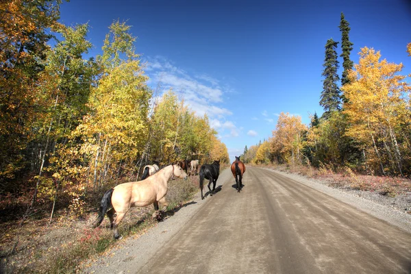 Cavalos Alcance Longo Estrada British Columbia — Fotografia de Stock