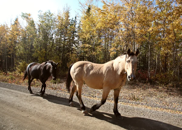 Cavalos de alcance ao longo da estrada British Columbia — Fotografia de Stock