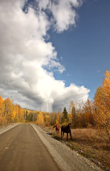 Cavalos de alcance ao longo da estrada British Columbia — Fotografia de Stock