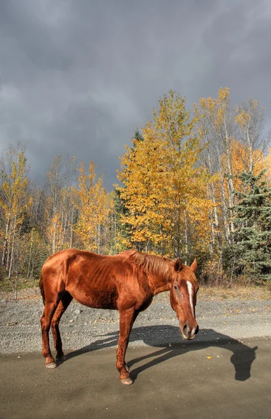Cavalos Alcance Longo Estrada British Columbia — Fotografia de Stock