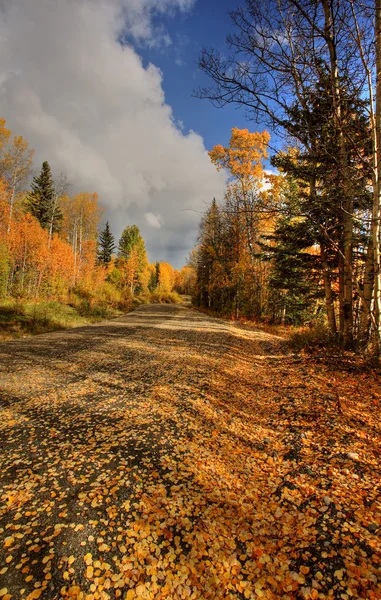 Nuvens Folhas Outono Longo Estrada Volta British Columbia — Fotografia de Stock