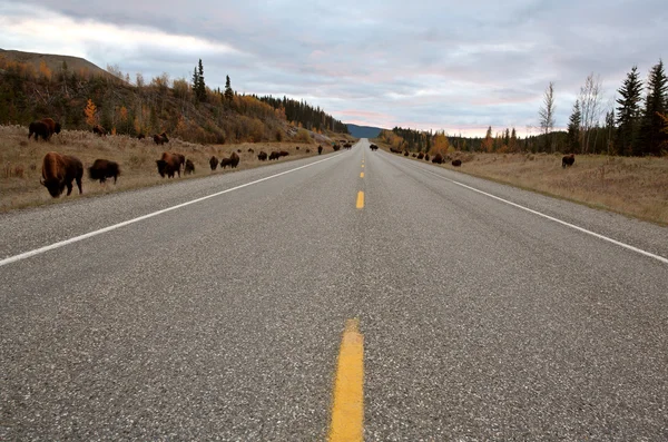 Wood Buffalo herd along Alaska Highway in British Columbia — Stock Photo, Image