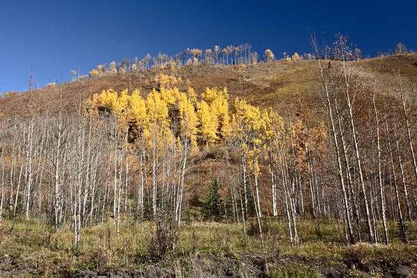 Аспен Склоне Холма Осенью Британской Колумбии — стоковое фото