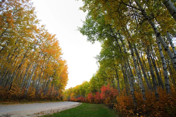 Herbst Bäume in Wiese Lake Park saskatchewan — Stockfoto