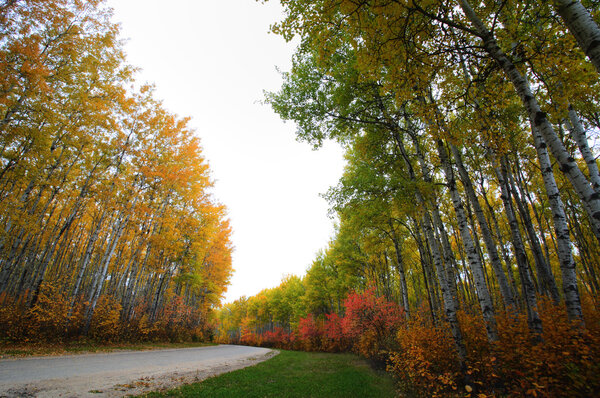 Autumn trees in Meadow Lake Park Saskatchewan