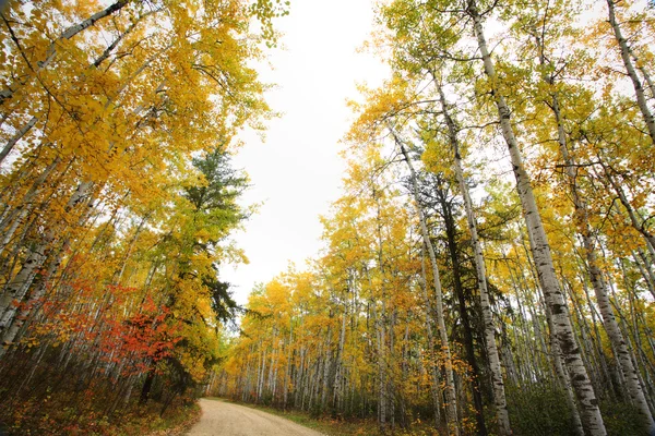 Осика Дерево Восени Саскачевані Луг Озеро Парк — стокове фото