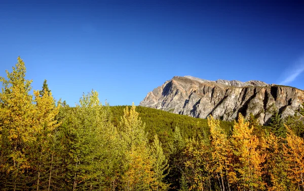 Vista de florestas e montanhas no Parque Nacional Jasper — Fotografia de Stock