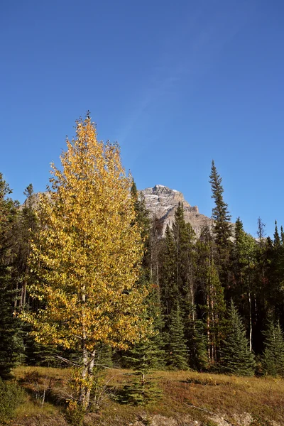 Θέα Από Δάση Και Βουνά Στο Εθνικό Πάρκο Jasper — Φωτογραφία Αρχείου